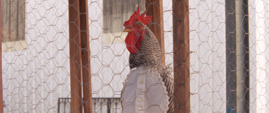 Arabian Nights Volume 1 Rooster 
